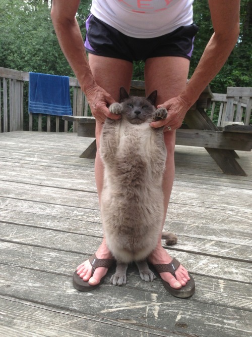 catp0rn:lipgl0ss-and-stilettos:My mom’s cat is large and in charge.D’awww I wanna scratc