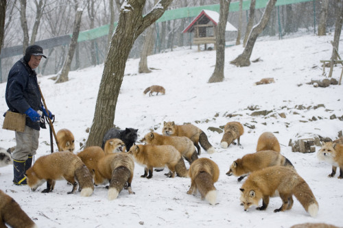 kawaii-animals-only:  You can visit freely roaming foxes at Zao Fox Village in Miyagi prefecture, Japan. 