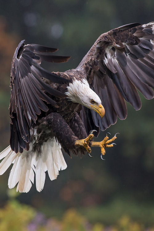 earthandanimals:  Bald Eagle by Phoo Chan       