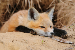 everythingfox: Waking up on a Monday Photo by  Ryan Askren 