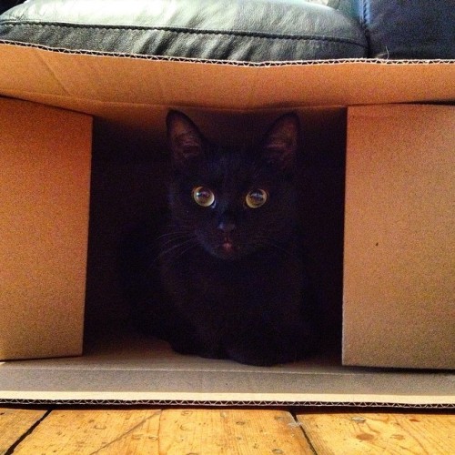 coralbonedandpearleyed:  Pepper has a new nest 💛 