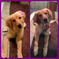 awwww-cute:  From 8.5 weeks to 8.5 months