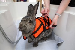 mememolly:  witsradio:  little-veganite:  mayoroffuckstickjunction:  thecuteoftheday:  Heidi the rabbit! Heidi has arthritis in her knees and hips so to help with the pain, she swims a few times a week! Sometimes she wears a scrunchie on her ears so that