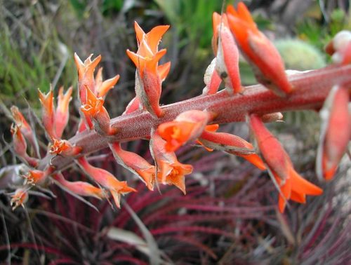 Dyckia ‘Cherry Cola’.