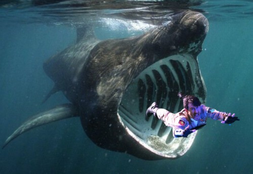 mintytrifecta:OH NO MARK IS BEING MISTAKEN FOR PLANKTON BY THE FILTER FEEDING BASKING