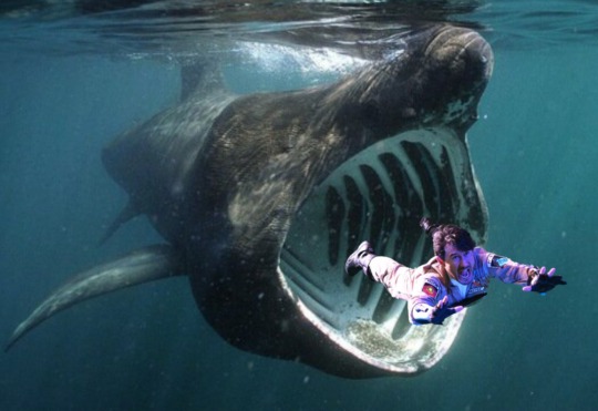 mintytrifecta:OH NO MARK IS BEING MISTAKEN FOR PLANKTON BY THE FILTER FEEDING BASKING