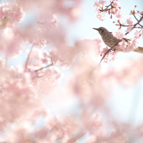 亀戸水神にて。 河津桜とヒヨドリ。 #japan #tokyo #flowers #birds #bulbul #spring #nikon #nikonphotography #beautifulj