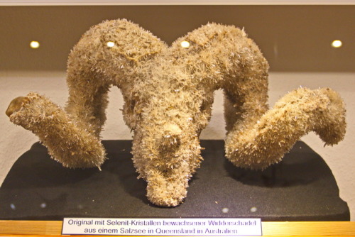Skull of a ram, coverd in selenite crystals, 2017.