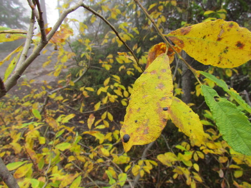 Rhytisma salicinum -fungus causes willow tar spot symptoms on Salix plants.