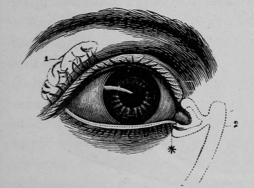 chaosophia218:  Joseph C. Hutchison - Anatomical Illustrations, “The Laws of Health”, 1884.