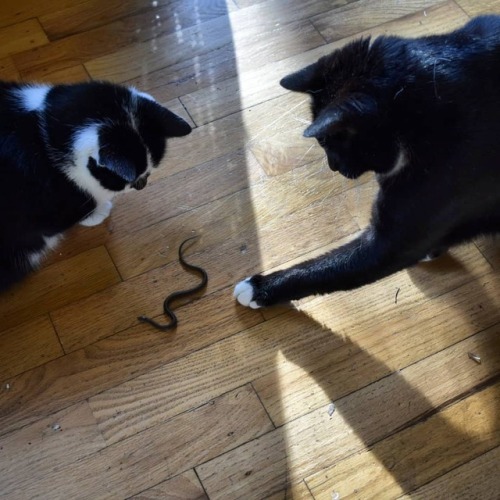 Hunting snakes in the backyard and bringing them inside to play with is Pickles MO most spring days‍