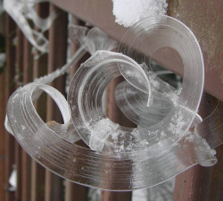 did-you-kno:  A frost flower is created on autumn or early winter mornings when ice in extremely thin layers is pushed out from the stems of plants or occasionally wood. This extrusion creates wonderful patterns which curl and fold into gorgeous frozen