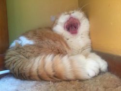 omgwtfdondake:  justcatposts:  she screm