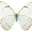 meadesus
