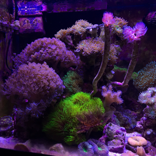 My 40 gallon reef tank as of November 2016.