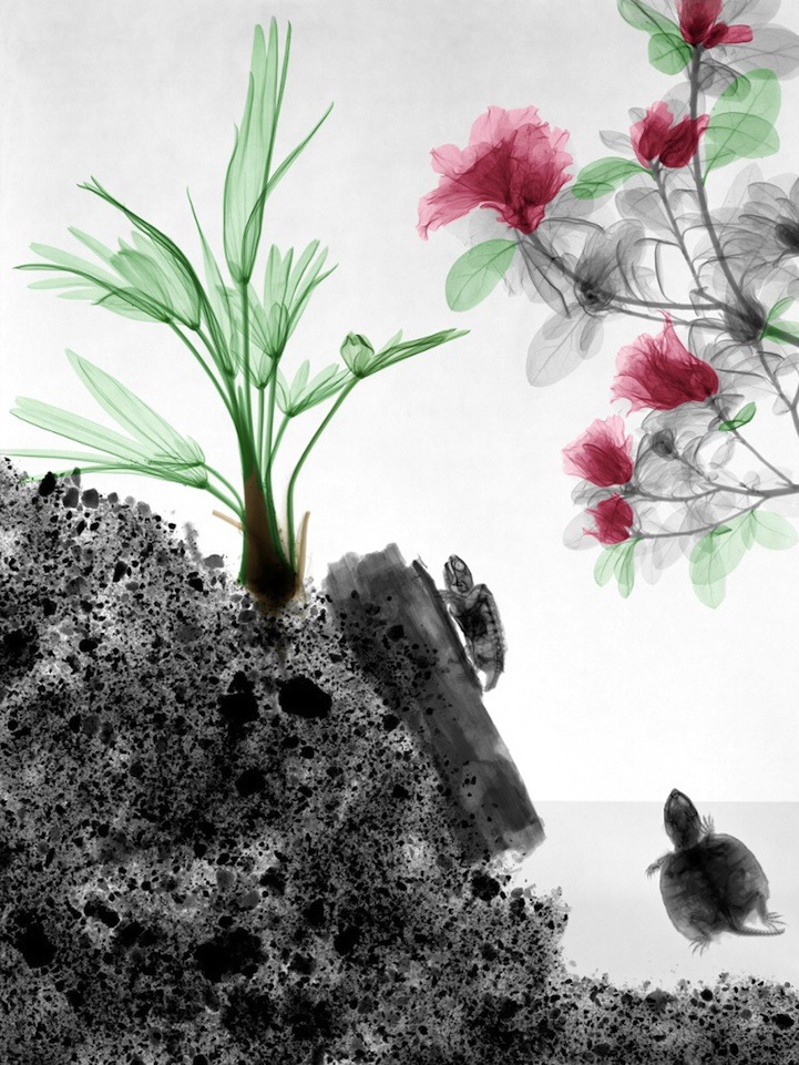 ferroso01:  Radiation Physicist Colorizes X-Ray images by Arie van’t Riet