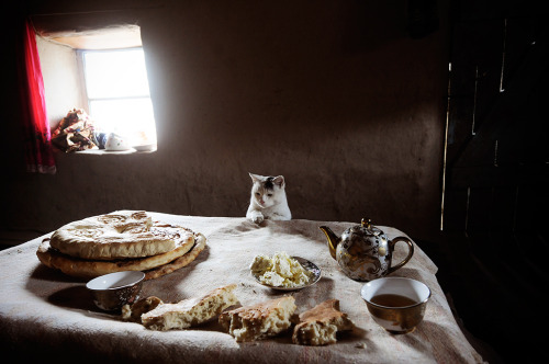 nomadic-alternative:Nomitkon, Tajikistan — I’d never seen a bread eating cat before.  But this cat loved bread. He would practically sit down at the table and wait to be served.  The owners would throw him a few pieces and then throw him out of the house, but he would soon sneak back in and continue looking longingly at the loaves. #fav#C