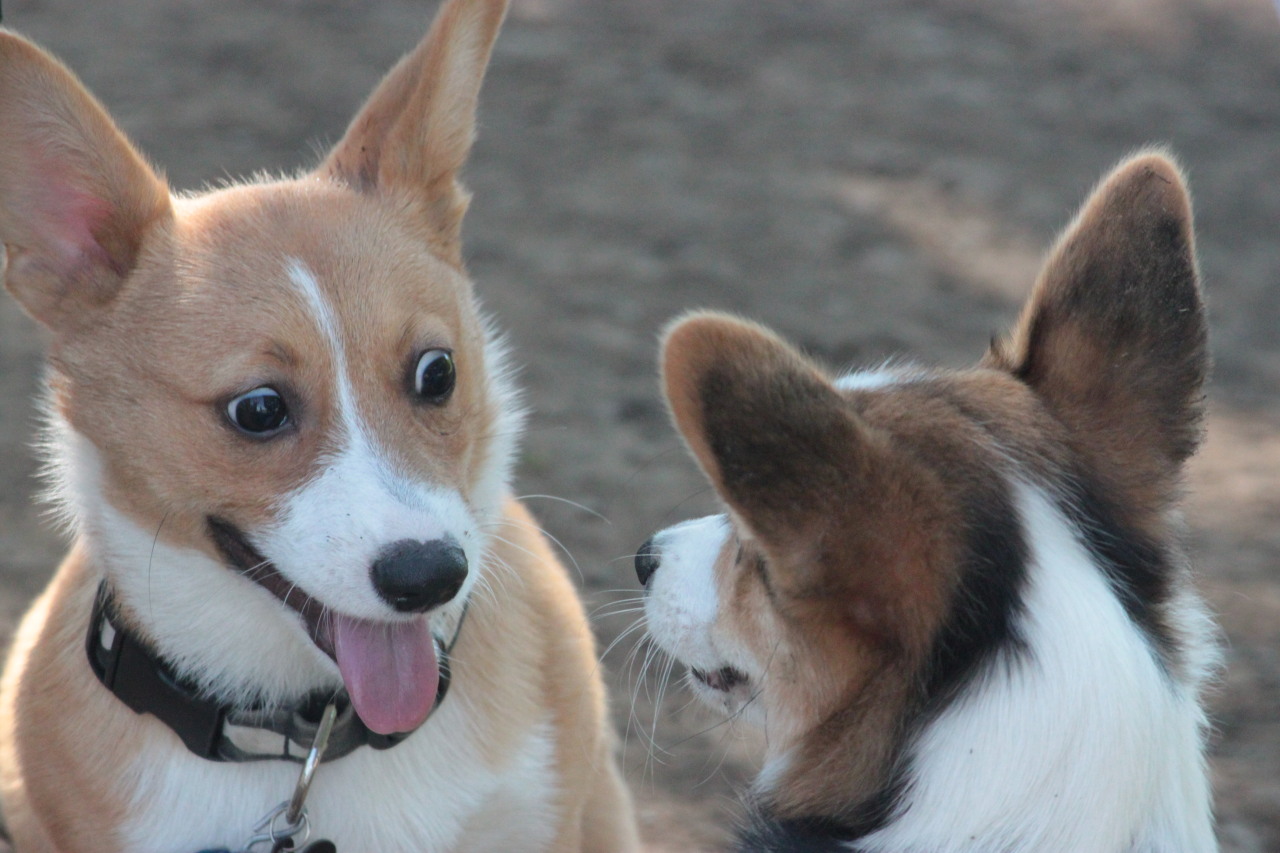 pancakethecorgi:  Photos part 2, camera set: The corgis present were Charlie and