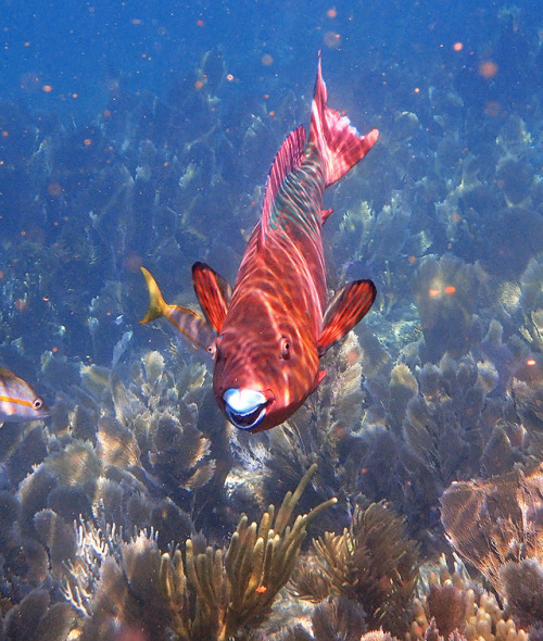 Parrot Fish, Banana Reef John Pennekamp Coral Reef State Park, Key Largo, Florida - September 2019