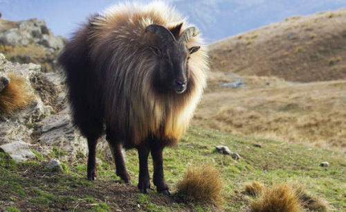 sixthrock:sixpenceee:The Himalayan Tahr is a relative of the wild goat and is specially adapted to l