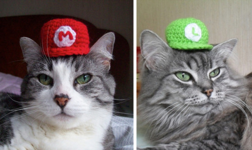 bits-of-wit:Mario &amp; Luigi Cat Hats