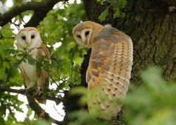 pagewoman:  Barn Owls in an Oak tree, Suffolk,