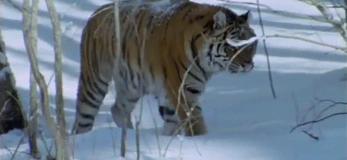Siberian Tigers“Until human beings devised weapons for themselves, this was the most powerful 