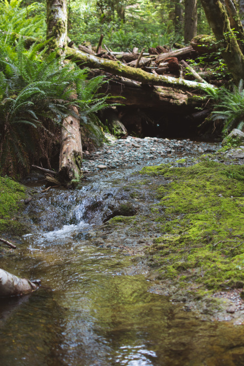 Tin Mine Creek