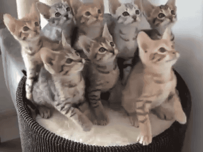thefrogman:  [video] [h/t: cineraria]