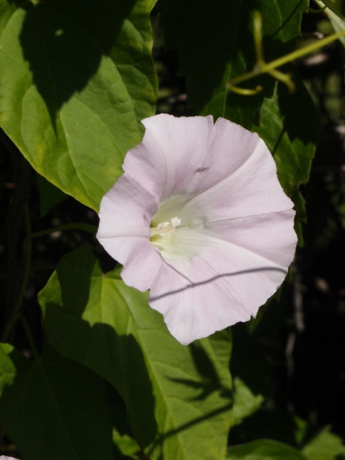 Calystegia sepium — hedge bindweed