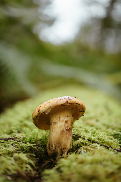 Bolete