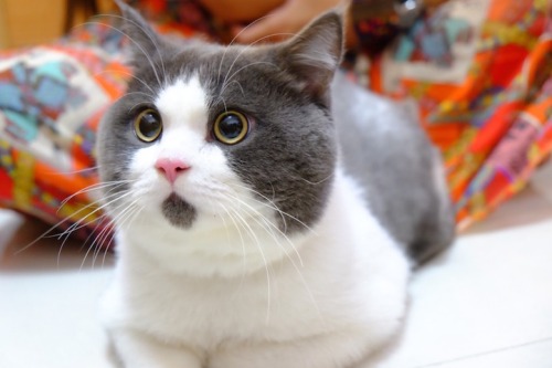 mymodernmet:  Banye, an adorable 11-year-old British Shorthair who lives in Shanghai with his owner winnnie,  looks perpetually surprised thanks to a patch of dark fur strategically grown beneath his mouth. 