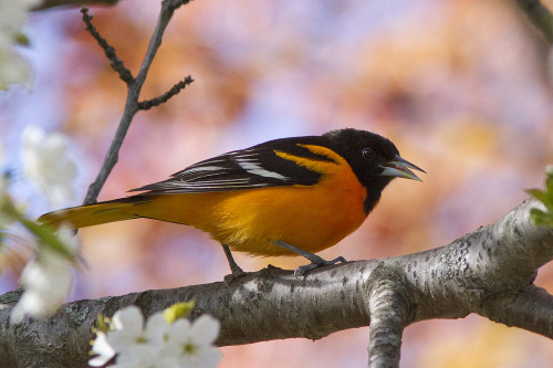 thalassarche:Baltimore Oriole (Icterus galbula) - photo by Morgan Terrinoni