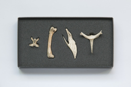 Great auk; Pinguinus impennis; Funk Island, NL; Collected by D H Pimlott &ldquo;This tray of bon