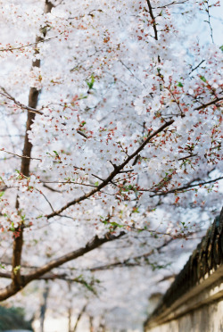 floralls:  Sakura Tree (by liangxs)