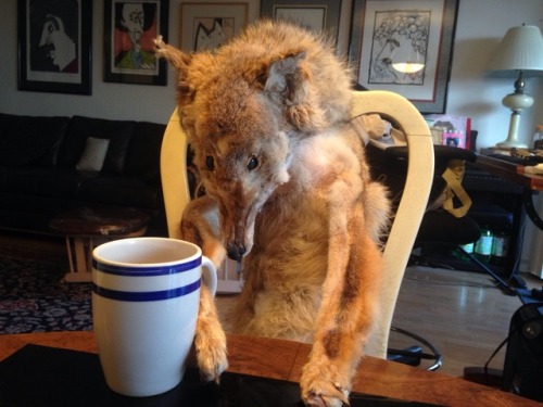 ciatri: corkscrewfleabag: I share the same household as this delightful piece of taxidermy. We call 