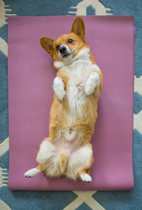 matphotography: Corgi Yoga: Upward dog, Mountain pose, side angle, and savasana.