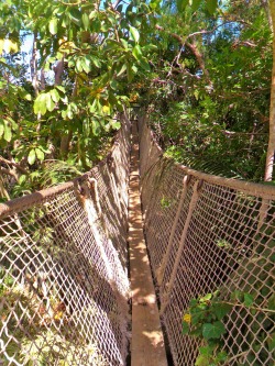 vwcampervan-aldridge:  Jungle Rope bridge,