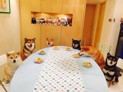 niceshibe:  squad goals  porn pictures