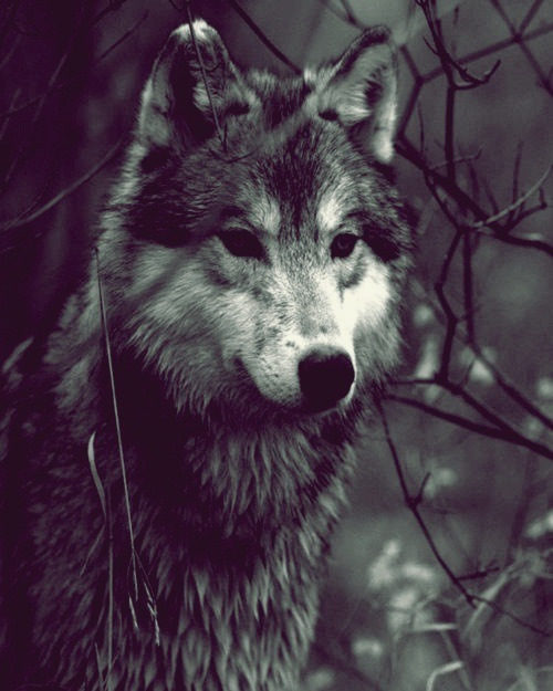aleshock:  I lupi mi fanno sentire meglio, intendo fisicamente. Mi sento bene anche solo a guardarli in foto.Se poi c’è questa, beh. http://www.youtube.com/watch?v=CGvIzFRcRMA&feature=youtu.be Sempre più convinta di volermelo tatuare… lo sento