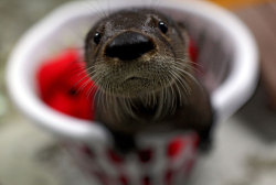 leupagus:sweetpea666:  This post is dedicated to the cuteness of baby otters  Baby otters always look like they’re about to ask to speak with your supervisor, but in the cutest way possible.