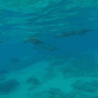 Under the sea