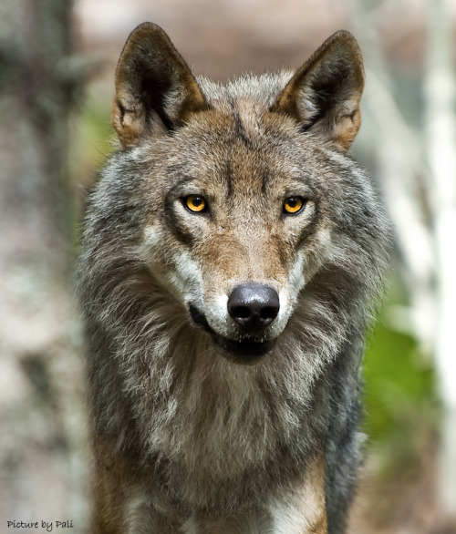 cuiledhwenofthegreenforest:   Wolf Canis Lupus by PictureByPali  