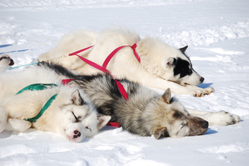 feliscanis:Dogsledding in Greenland by Greenland Travel