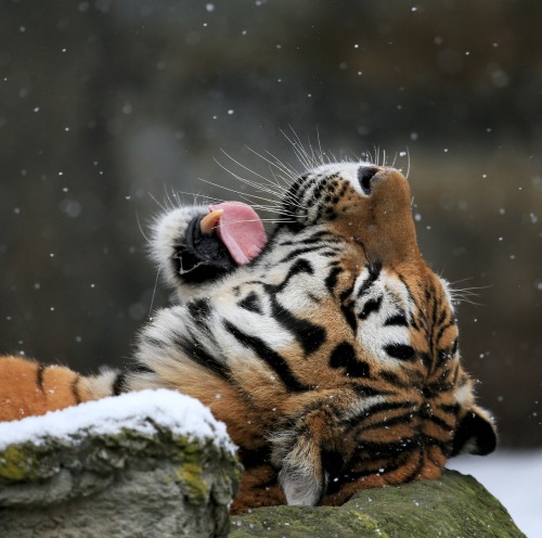 beautiful-wildlife:Catching snowflakes by Klaus Wiese