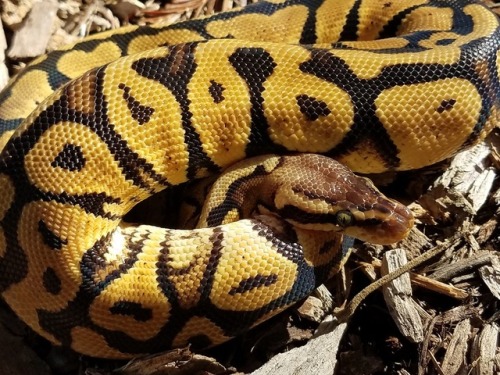 fractiousrvt: New photos of Bob! I honestly never thought she’d color up so lovely when I boug