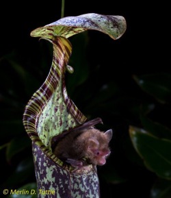 botanyshitposts:  aphid-kirby: Me in my house welcoming you with excitement 1.mood 2.fun fact this bat isnt being eaten; like, its roosting there for the night. this is Nepenthes hemsleyana, a pitcher plant species in a mutualistic relationship with