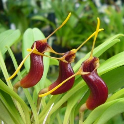 orchid-a-day: Masdevallia saltatrix December
