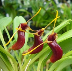 orchid-a-day: Masdevallia saltatrix November