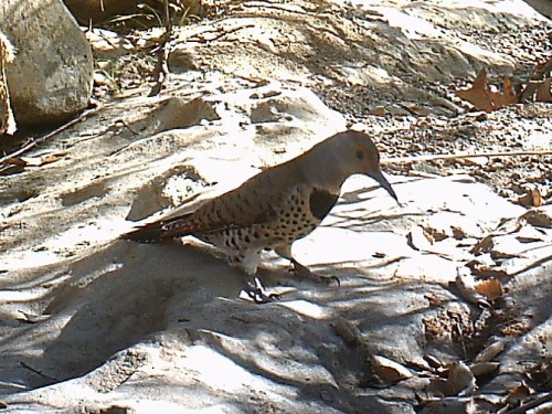 Northern Flicker - Griffith Park